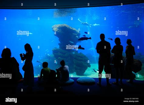 lutron marine palma majorca|The Aquarium of the Balearic Islands .